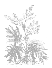 Pheum palmatum